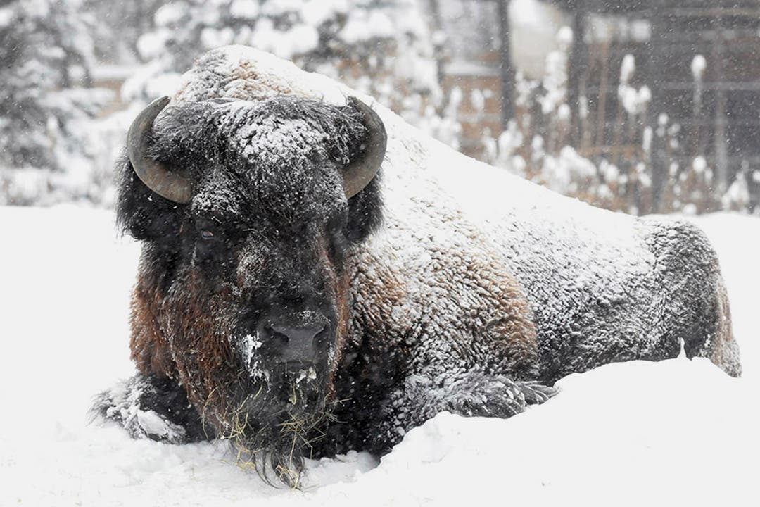 Im ist es pudelwohl: Ein Bison im Brookfield Zoo in Chicago.