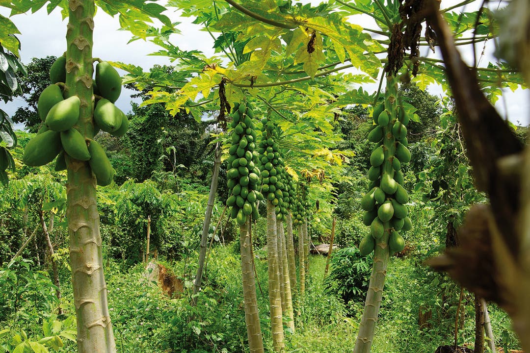 Auf Fredy Hiestands 100 Hektaren in Tiassalé wird hauptsächlich Kakao angepflanzt. In der Mischkultur finden aber auch Papayas ihren Platz.