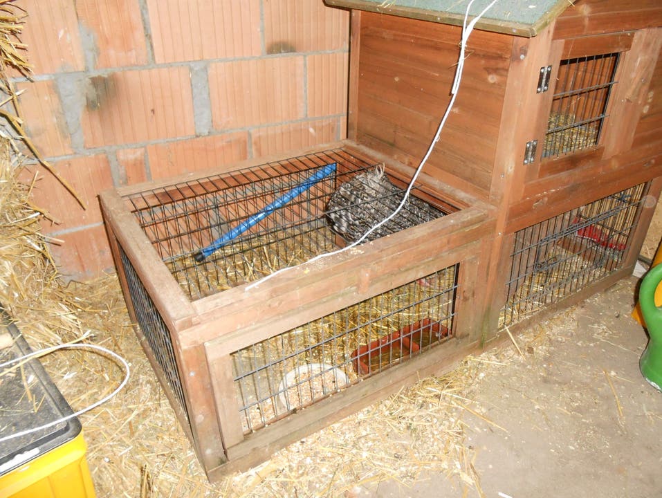 Hahn in einem Kaninchenkäfig