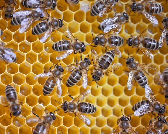 Die Bienen an ihrer Arbeit
