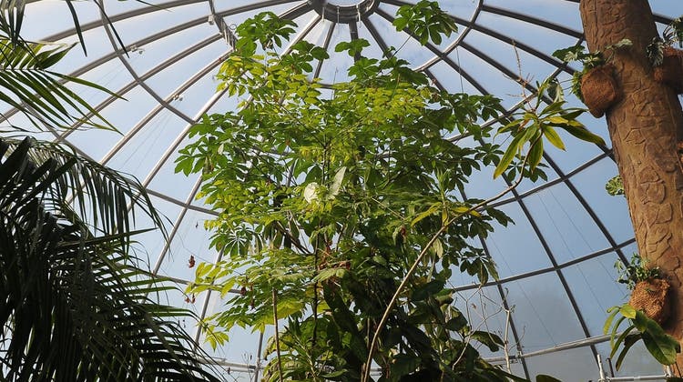 Tropische Pflanzen im Botanischen Garten werden sparsamer