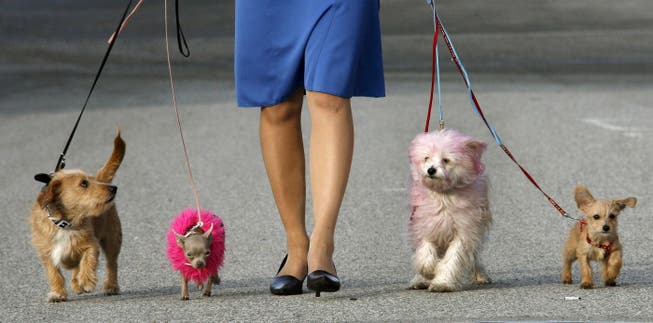 Gerade noch erlaubt: Das Bundesgericht gestattet Spaziergänge mit vier angeleinten Hunden, ein weiterer darf frei laufen.