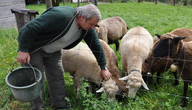 Auf Hans-Ulrich Hedingers Hof kamen in vier Jahren 15 Schafe abhanden – heute besitzt er noch 42.