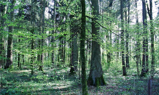 Dies ist eine Teilansicht des Waldes auf dem Buschberg in Wittnau, der ab sofort für Bestattungen zur Verfügung steht.