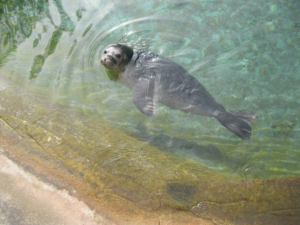 Begrüssung im Tierpark Dieser kleine Seelöwe lernt Fische zu fressen