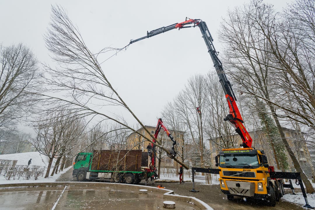 Mit Kran und Kettensäge: Kranke und schräge Bäume müssen im Brühlpark in Wettingen weichen, um den vorhandenen Baumarten mehr Licht zum Gedeihen zu geben.