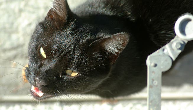 Betteln um Futter: 2012 wurden in einer Biberister Wohnung zwölf hungrige Katzen gefunden.