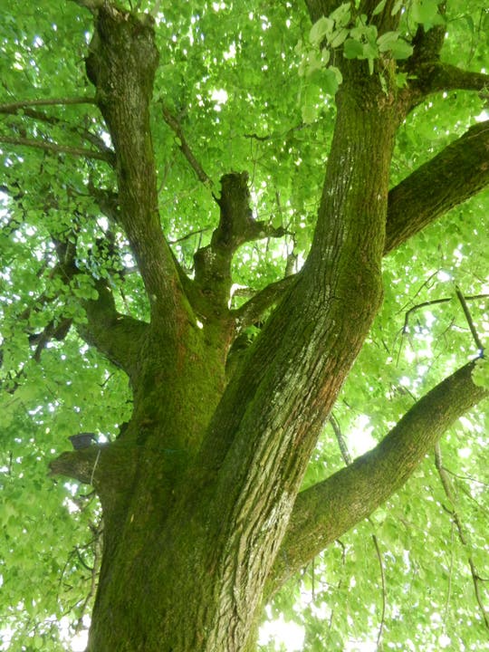 Der 200-jährige Lindenbaum