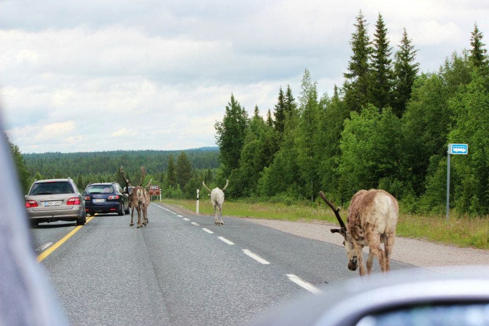 Wie auf dieser Strasse in Nordfinnland muss man auch in Norwegen immer mit Rentieren auf der Fahrbahn rechnen