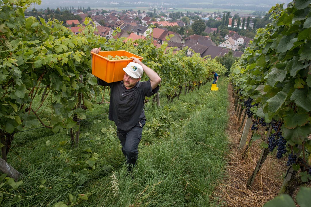 Gault-Millau-Winzer Tom Litwan und seine Helfer bei der Weinernte in Bad-Schinznach