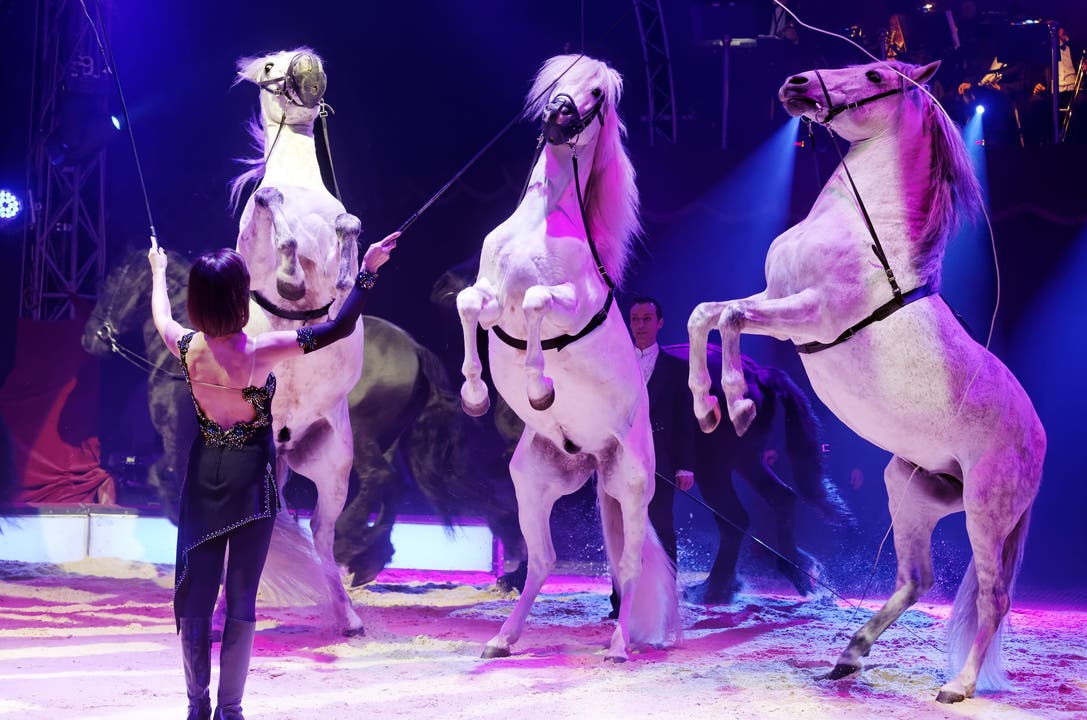Seit Jahren betreibt Franziska Nock Tierdressur auf höchstem Niveau. Unter ihrer Leitung werden die beiden Kameldamen Fatima und Shakira gemeinsam mit sechs Pferden und zwei Eseln auftreten.
