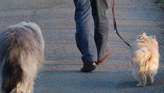 Vier Hunde starben am Freitag in Spreitenbach auf dem Spaziergang: Die Polizei rät zur Wachsamkeit (Symbolbild).
