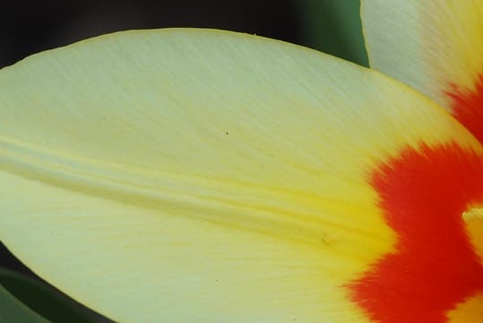 Die ersten Tulpen bezirzen mit ihrem faszinierenden Innenleben und den leuchtenden Farben.