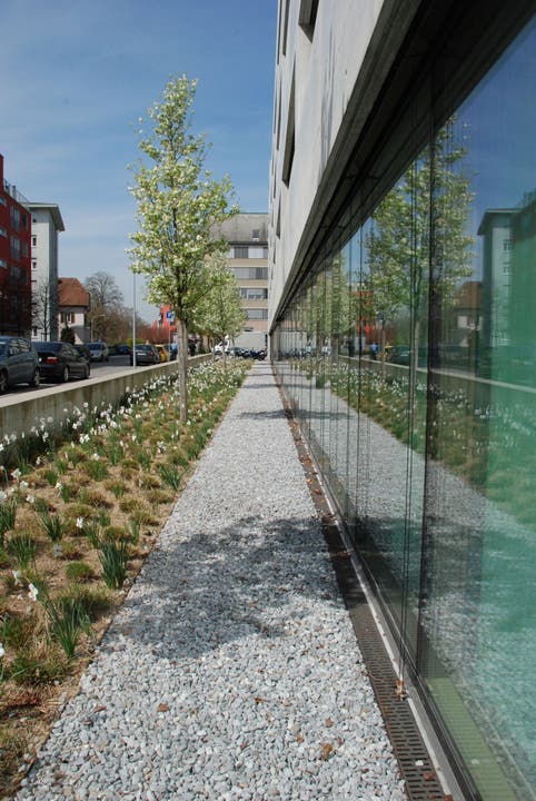 Laut Tobias Liechti eine vorbildliche Bepflanzung - Birnbäume und Osterglocken vor dem Bezirksgebäude