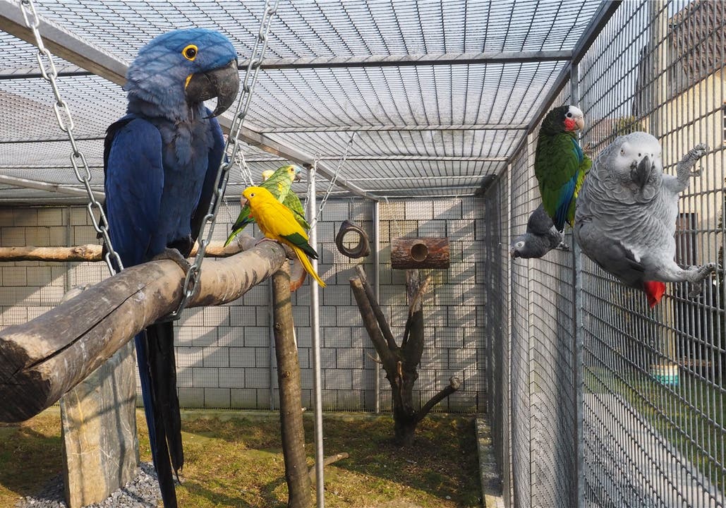 Volière mit Papageien in Dulliken