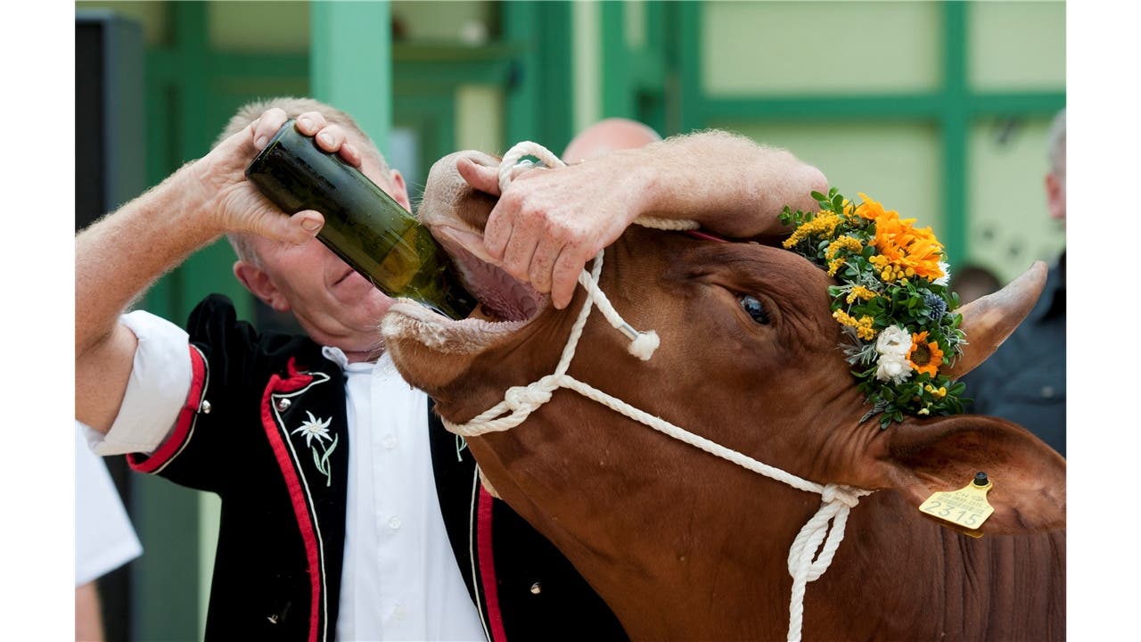 Züchter Hans Bichsel tauft seinen Stier auf den Namen "Fors vo der Lueg" im September 2011, in Kaltacker im Emmental. Der Muni "Fors" gilt als Lebendpreis fuer das Eidgenössische Schwing-und Älplerfest 2013, das in Burgdorf stattfinden wird.