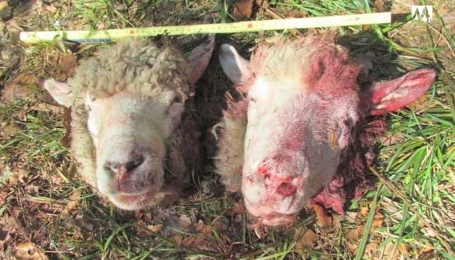 Geschächtete Schafe in Waldstück bei Küttigen entsorgt.
