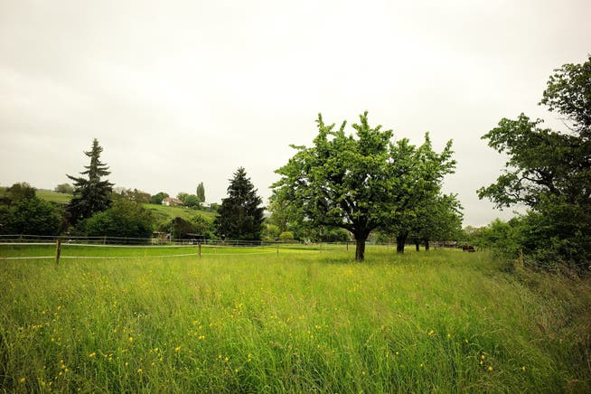 Grün soweit das Auge reicht: Die Kirchenburg wird in eine Grünzone umgewandelt. (Symbolbild)