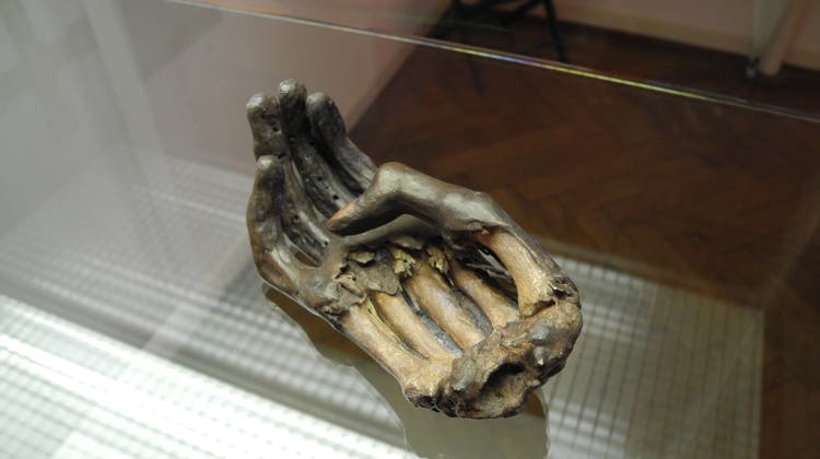 Rudolfs Schwurhand liegt jetzt auch in der Museums-Vitrine