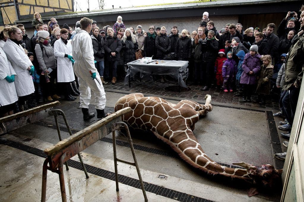 Die Giraffe wurde vor Publikum getötet und ausgenommen