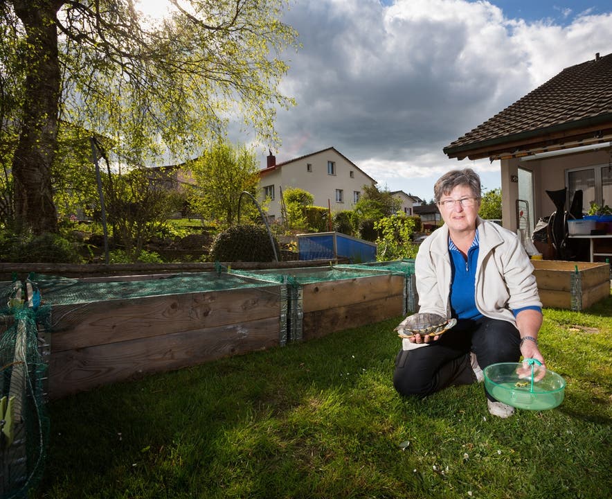 Ruth Huber zeigt in ihrem Garten in Hallwil eine Rotwangenschmuckschildkröte und eine Schale mit Plastikpalme, in welcher ein Junges auf einem Markt verkauft wurde.Pascal Meier