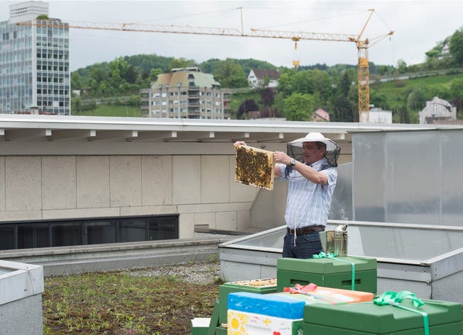 Imker Herbert Roeoesli kontrolliert auf dem Dach der Trafohalle eine Wabe einer Bienenkolonie.