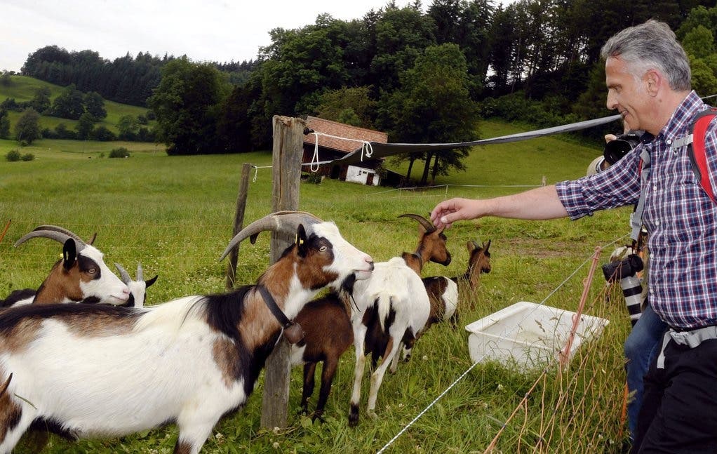 Aussenminister Didider Burkhalter mit Ziegenböcken bei der Wanderung auf den Bachtel im zürcherischen Hinwil.