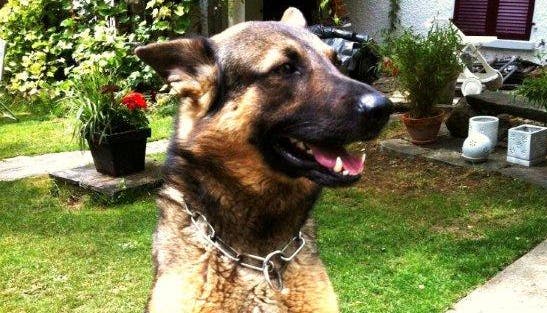 Polizeihund Zaro von der Sturmburg hat einen der Diebe gefangen.