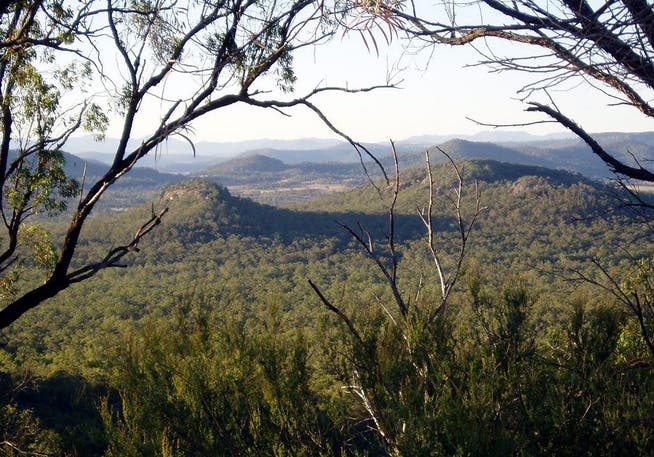 Irgendwo im Dschungel von New South Wales wohnte die Grossfamilie. (Symboldbild)