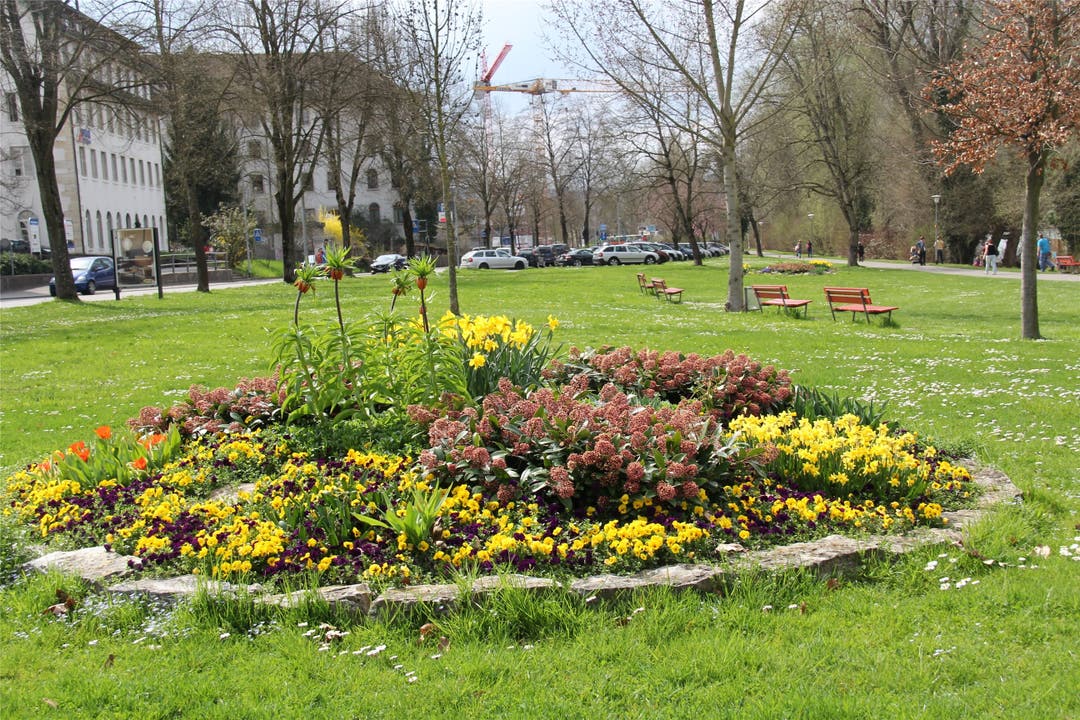 Farbenprächtige Oasen wie im Friedhof Rosengarten, auf der Wiese am Aareufer, im Kasinogarten oder neben dem Autobahnzubringer gibt es auf öffentlichem Grund in Aarau nicht allzu viele. kus