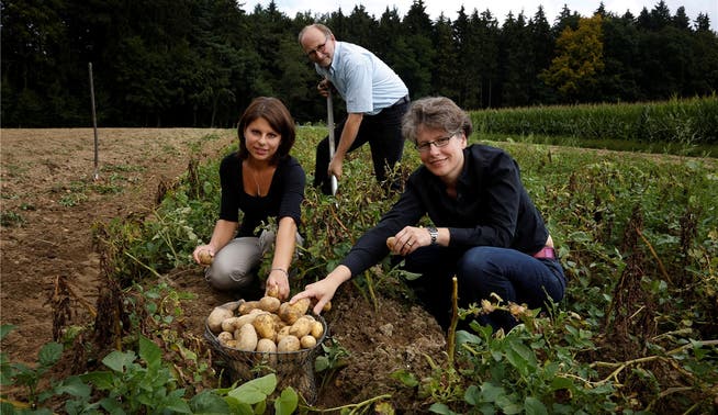 Karin Stoop, Sandra Schöni (beide «Perspektive») sowie Organisator Urs Bucher erlesen beim Schwallerhof in Recherswil die Kartoffeln, aus denen am Samstag Rösti werden soll.