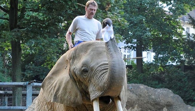 Ein Bild der Vergangenheit: Pfleger haben künftig keinen direkten Kontakt mehr zu den Elefanten im Basler Zoo. Kenneth Nars