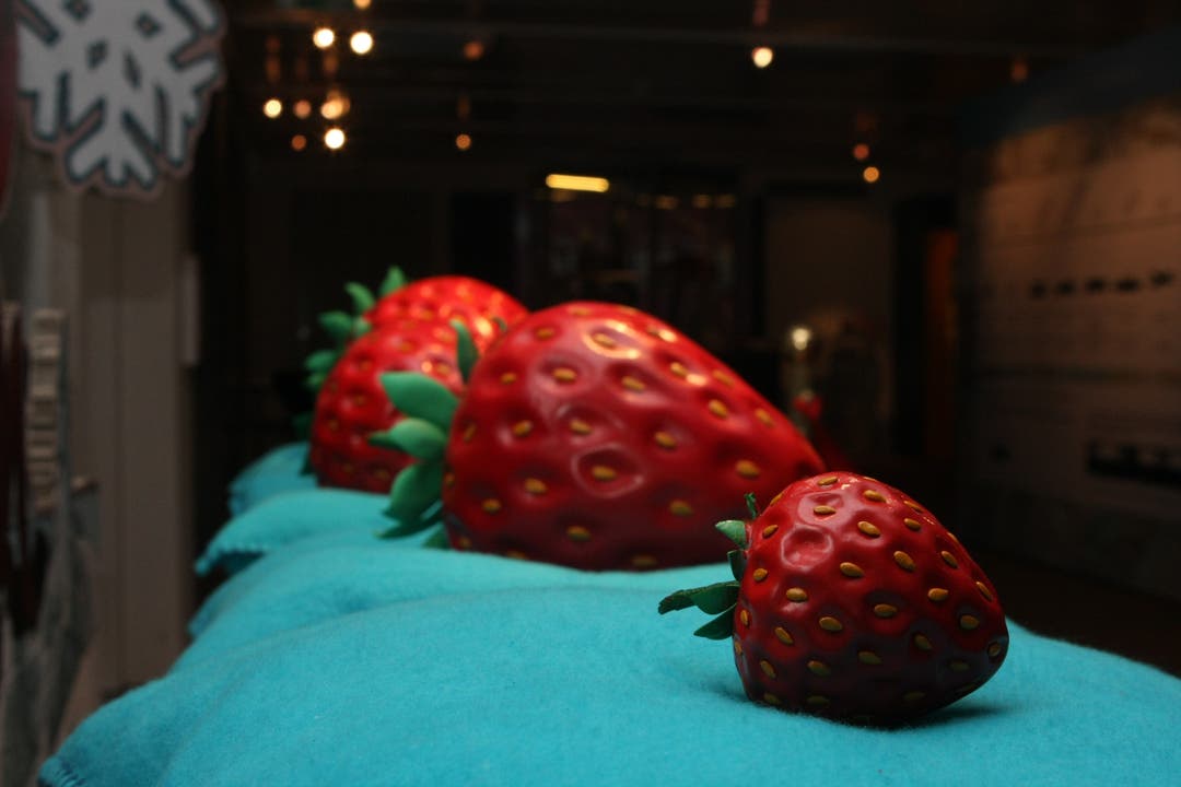Sonderausstellung im Naturmuseum Solothurn: «Erdbeeren im Winter – ein Klimamärchen»