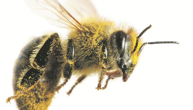 Für ein Kilo Honig legen Bienen eine Strecke zurück, die einem Mehrfachen des Erdumfanges entspricht.