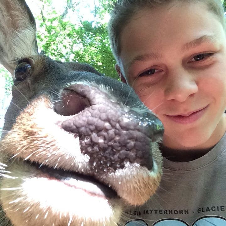 Mike (13) aus Kölliken traut sich mit einer Rothirsch-Kuh ein Selfie zu machen – aus dem Wildpark in Meissner-Germerode (Deutschland).