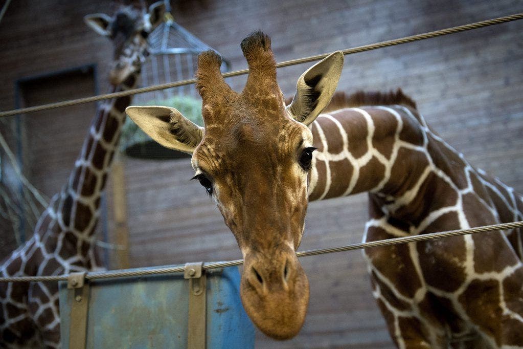 Nach der Tötung von Giraffe Marius aus Platzmangel macht der Kopenhagener Zoo dasselbe mit vier Löwen