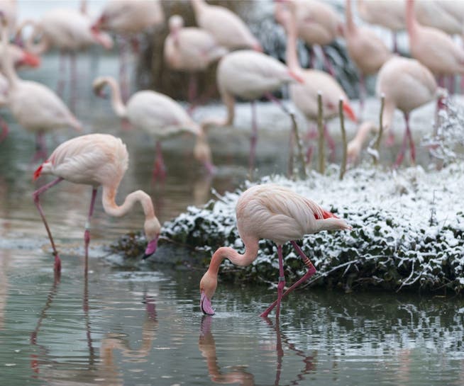 Flamingos brauchen im Frühling mehr Mineralien. zvg
