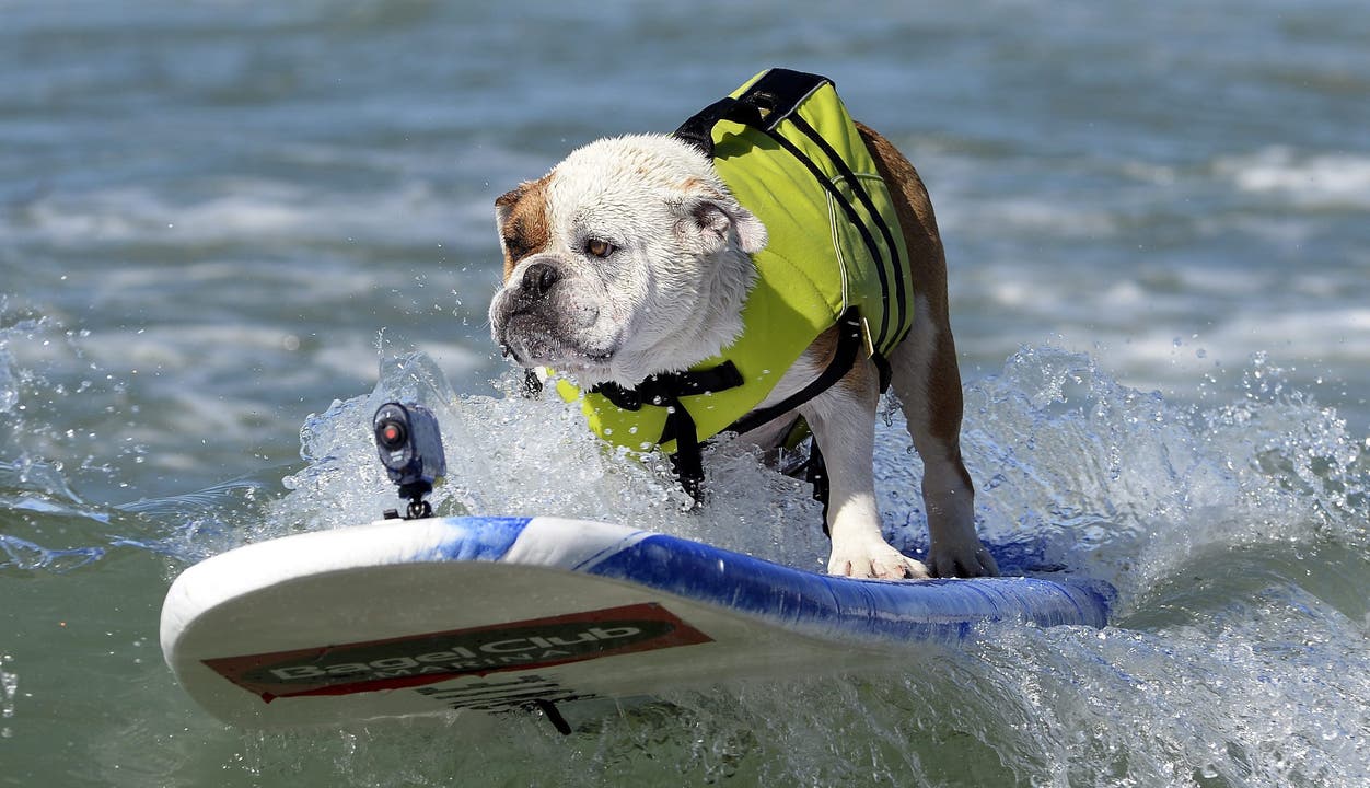 «Surf City Surf Dog»: Hunde reiten auf den Wellen Richtung Strand