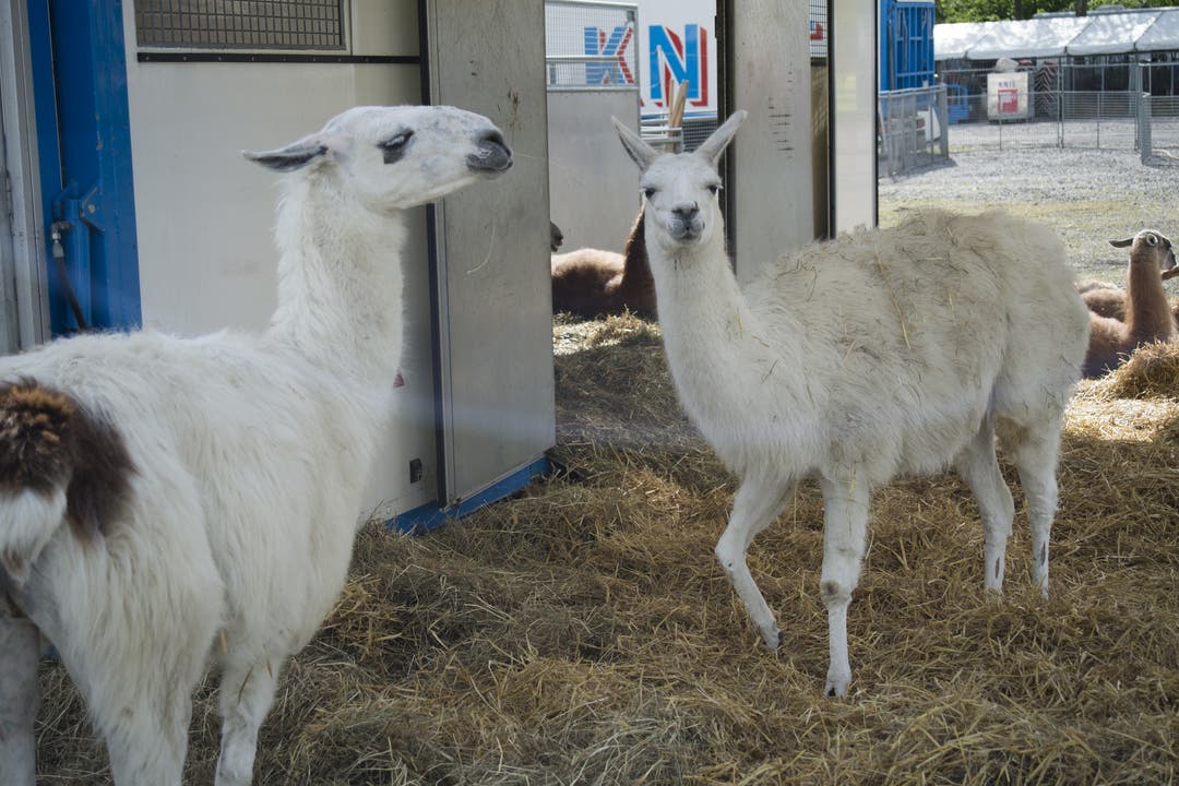 Die Lamas leben sich in ihrem neuen Gehege ein