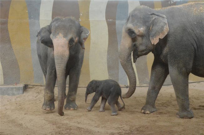 Das 100 Kilo schere Mädchen von Elefantenkuh Sandy ist die neue Attraktion im Kinderzoo von Rapperswil.