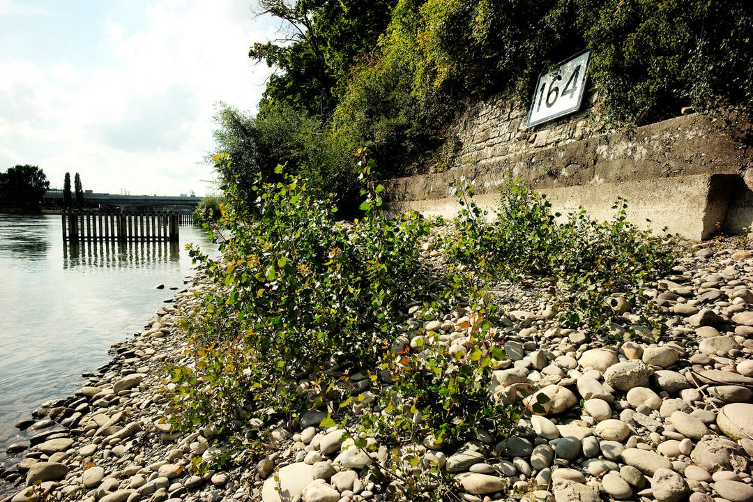 Am Rhein stehen erhöht Fischerhäuschen mit ihren Galgen und Holzsperren im seichten Wasser