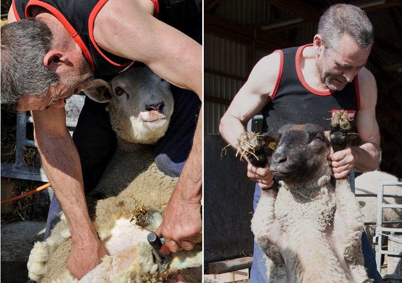 Daniele Bolognese schert seit 30 Jahren Schafe