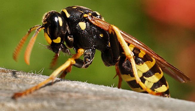 Wespen können gefährliche Tiere sein, wie die Attacke gegen eine Schulklasse zeigt.