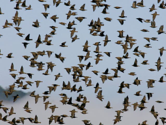 Zugvögel begeben sich Richtung Süden. Damit halten sie sich immer dort auf, wo es ein entsprechendes Nahrungsangebot gibt.