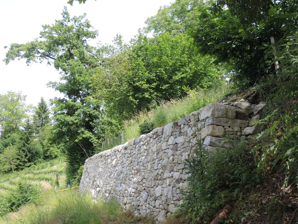 Zwischen Rebberg (links) und Magerwiese steht diese Trockenmauer.
