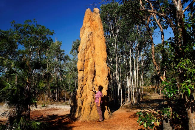 Bis fünf Meter hoch sind die Termitentürme im Litchfield-Nationalpark.