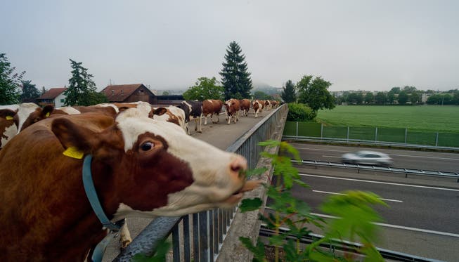 Autobahnkühe: Gemächlich trotten diese Kühe allmorgendlich über diese A1-Brücke in Suhr.