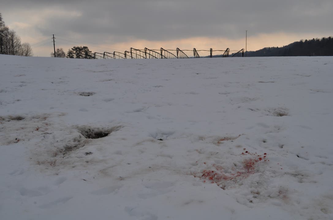 Die Blutspuren im Schnee zeugen von einem langen Kampf zwischen Jäger und Beute