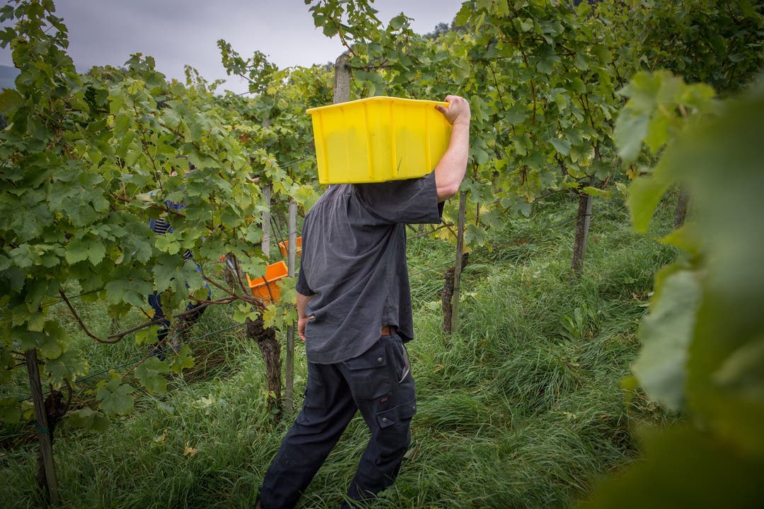 Gault-Millau-Winzer Tom Litwan und seine Helfer bei der Weinernte in Bad-Schinznach