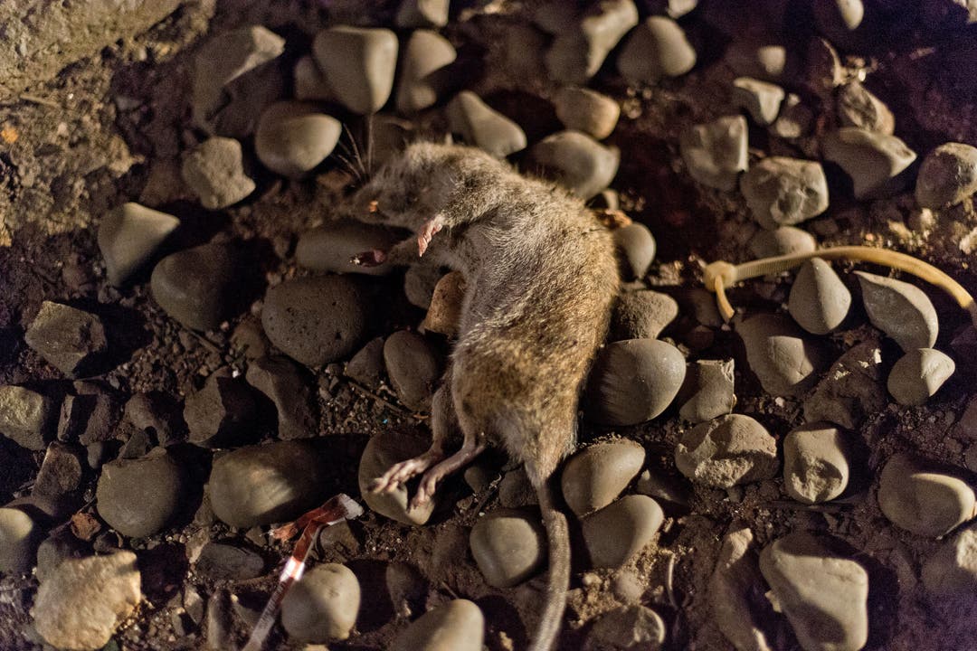 Tote Ratten sind ein gaengiges Bild im Tunnel